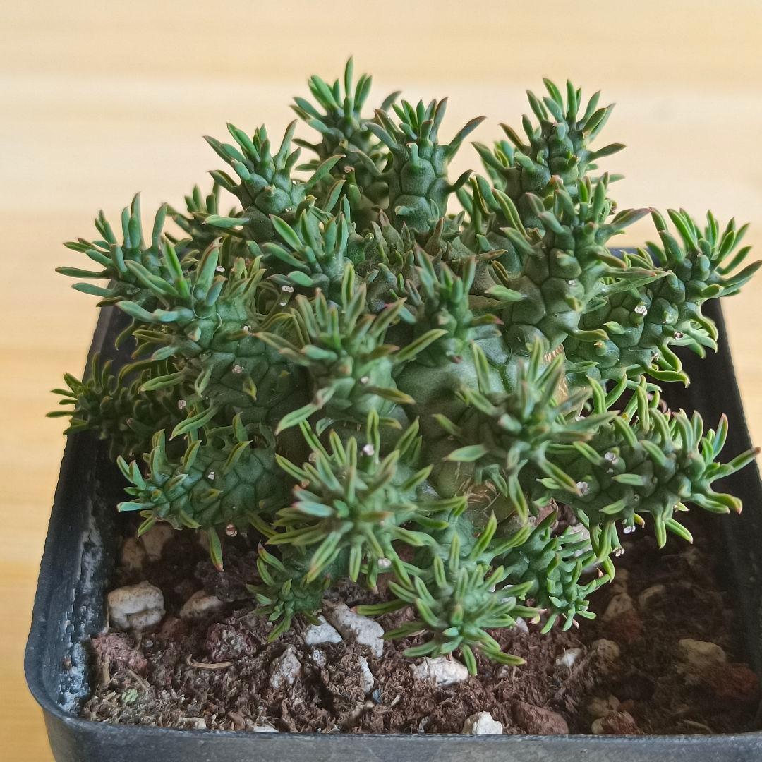 F791 ユーフォルビア デセプタ/Euphorbia decepta/実生大株