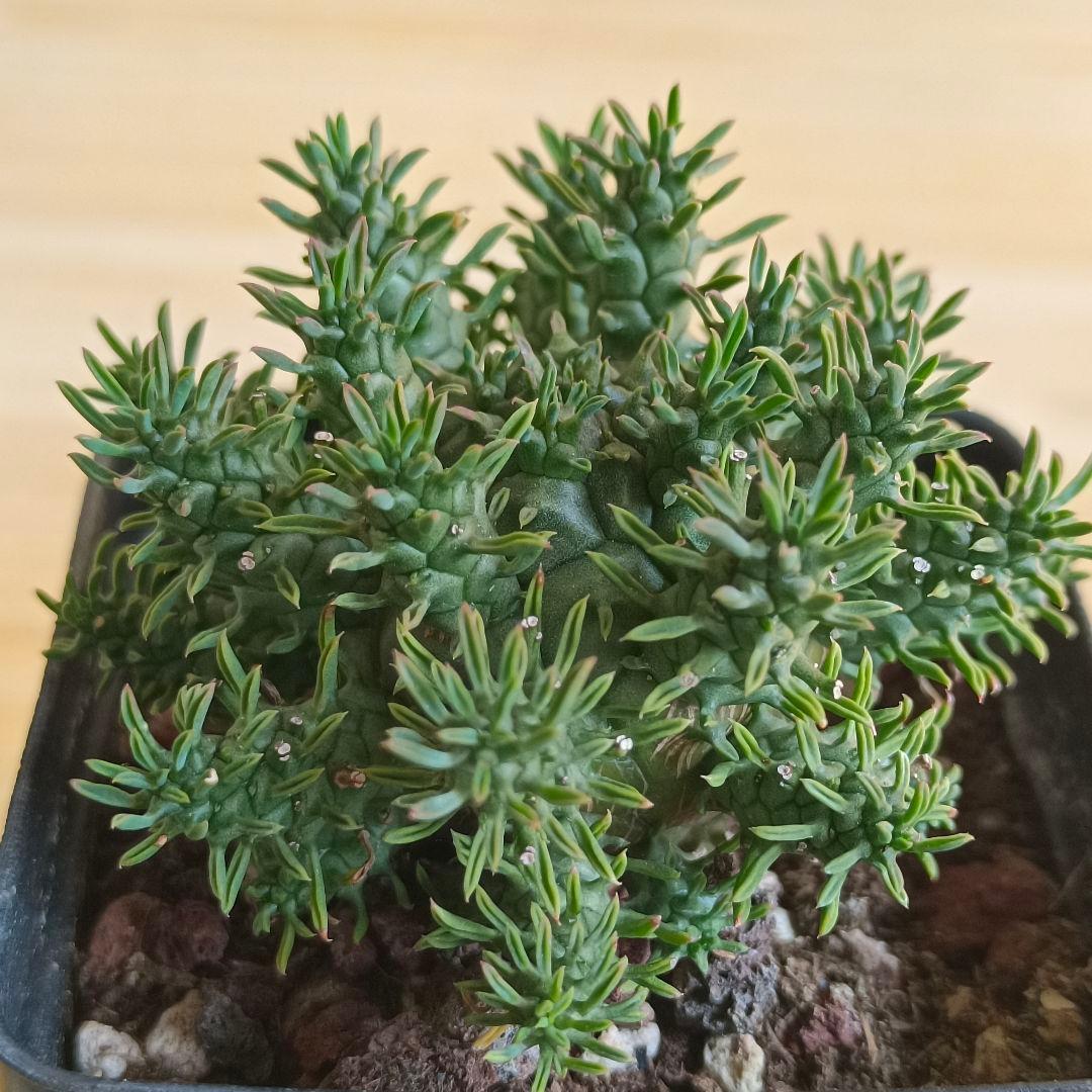 F791 ユーフォルビア デセプタ/Euphorbia decepta/実生大株