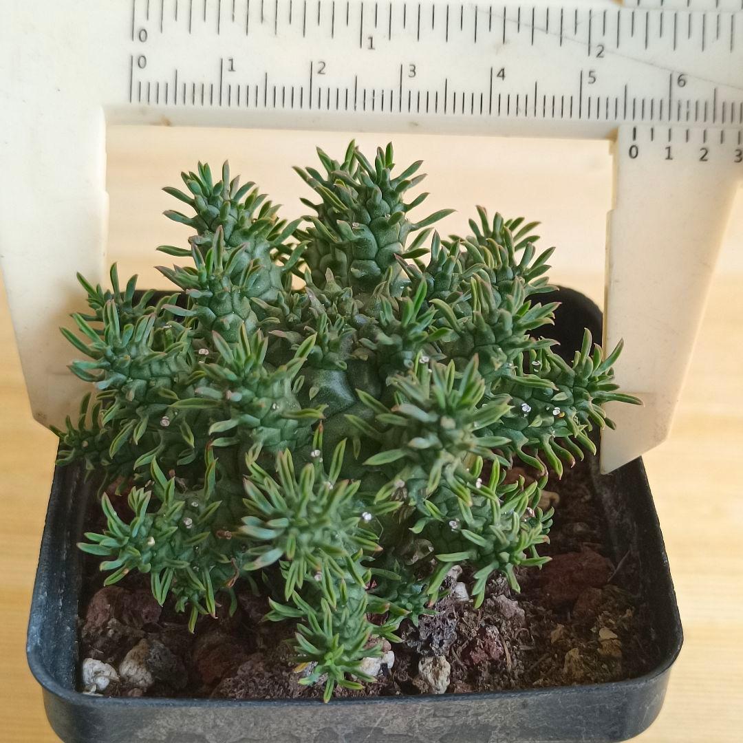 F791 ユーフォルビア デセプタ/Euphorbia decepta/実生大株