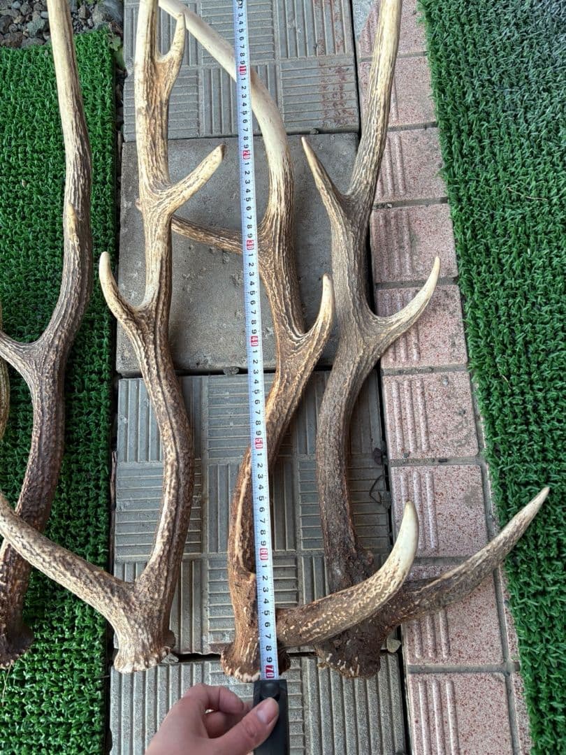 鹿の角 11本セット 66cm〜75cm位