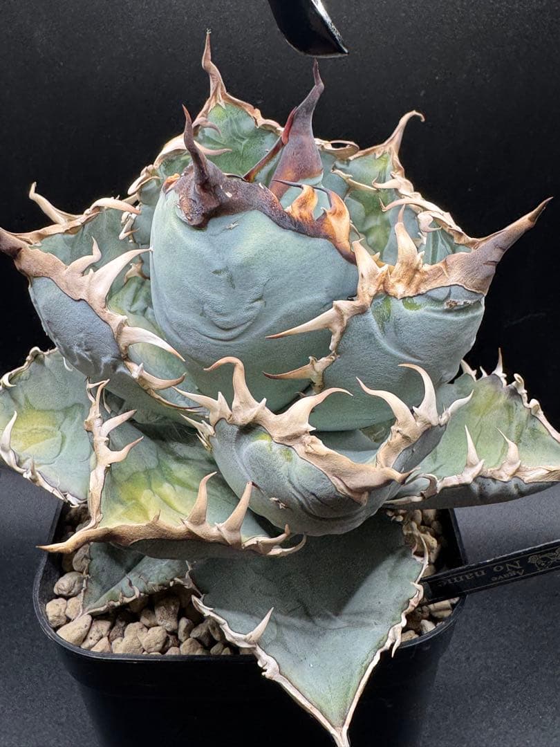 u*2様 アガベ 実生チタノタブルー 子株