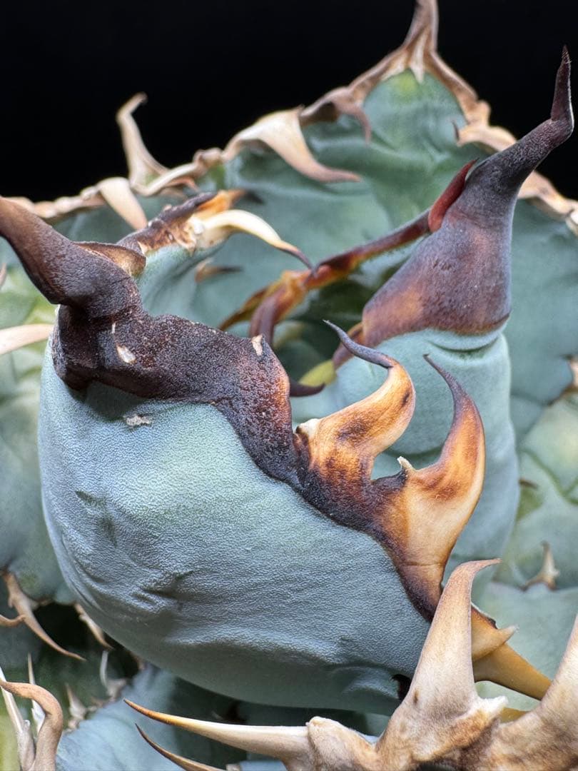 u*2様 アガベ 実生チタノタブルー 子株