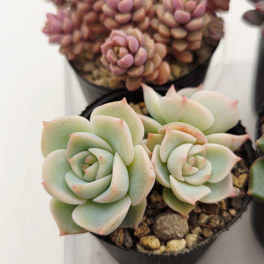 ②全15苗 つぶつぶ屋さん クラッカー❣️あられ❣️ピノチオ❣️発根済ネコポス込