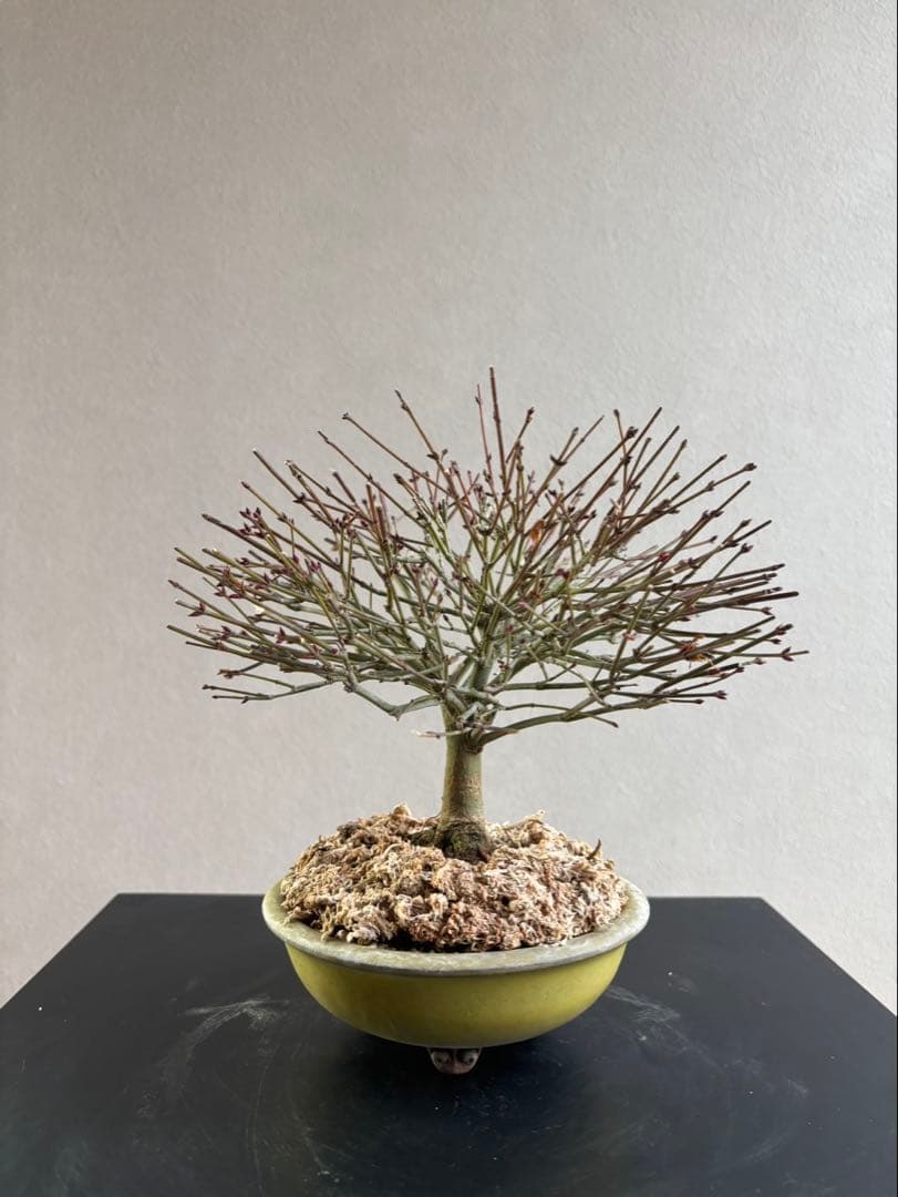 イ*イ様 清姫もみじ　盆栽　八房紅葉　箒作り　小品　樹齢約20年