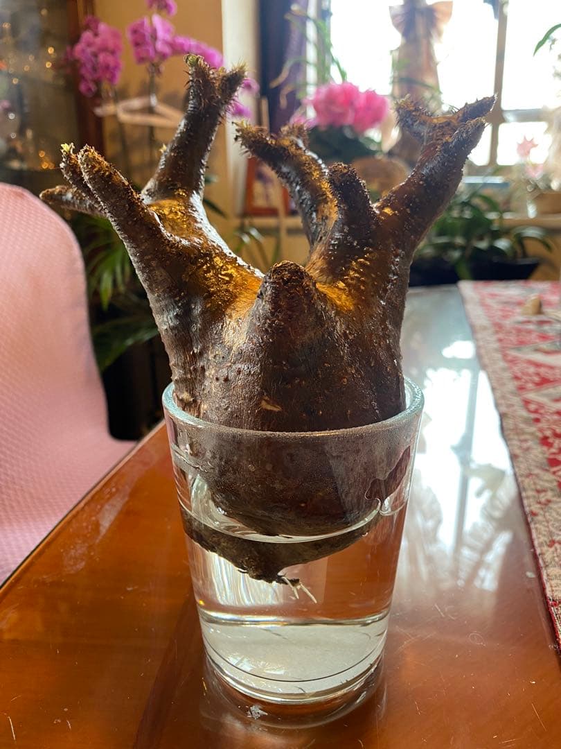 ミルク❗️グラキリス現地球 発根済