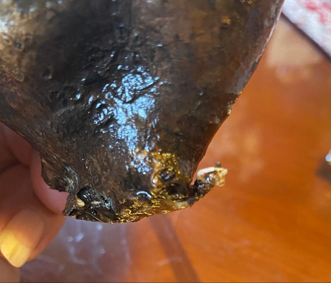 ミルク❗️グラキリス現地球 発根済