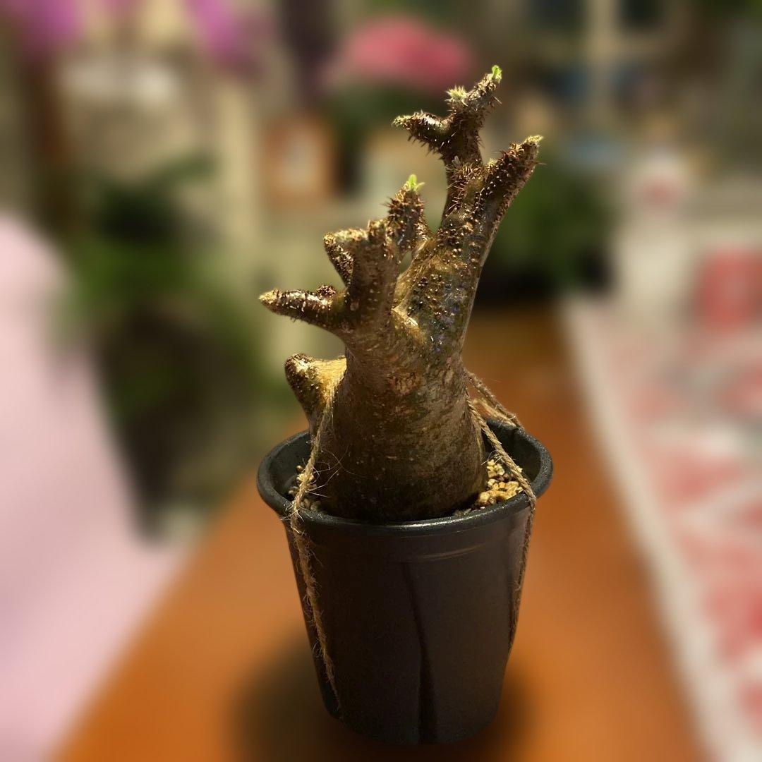 ミルク❗️グラキリス現地球 発根済