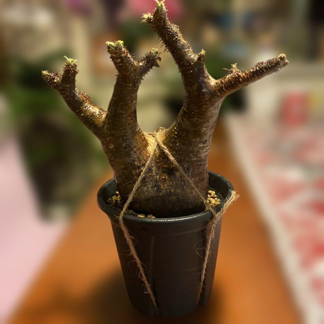 ミルク❗️グラキリス現地球 発根済