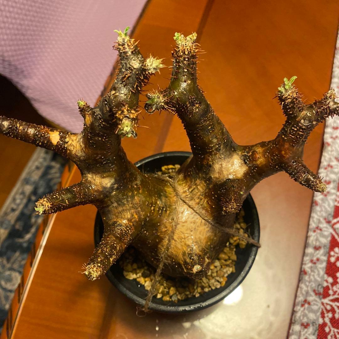 ミルク❗️グラキリス現地球 発根済