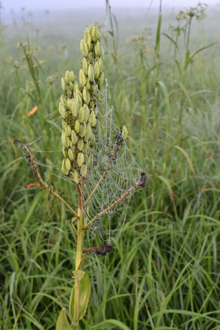 Nikon D5600 デジタル一眼レフカメラ 18-55mm VRキット