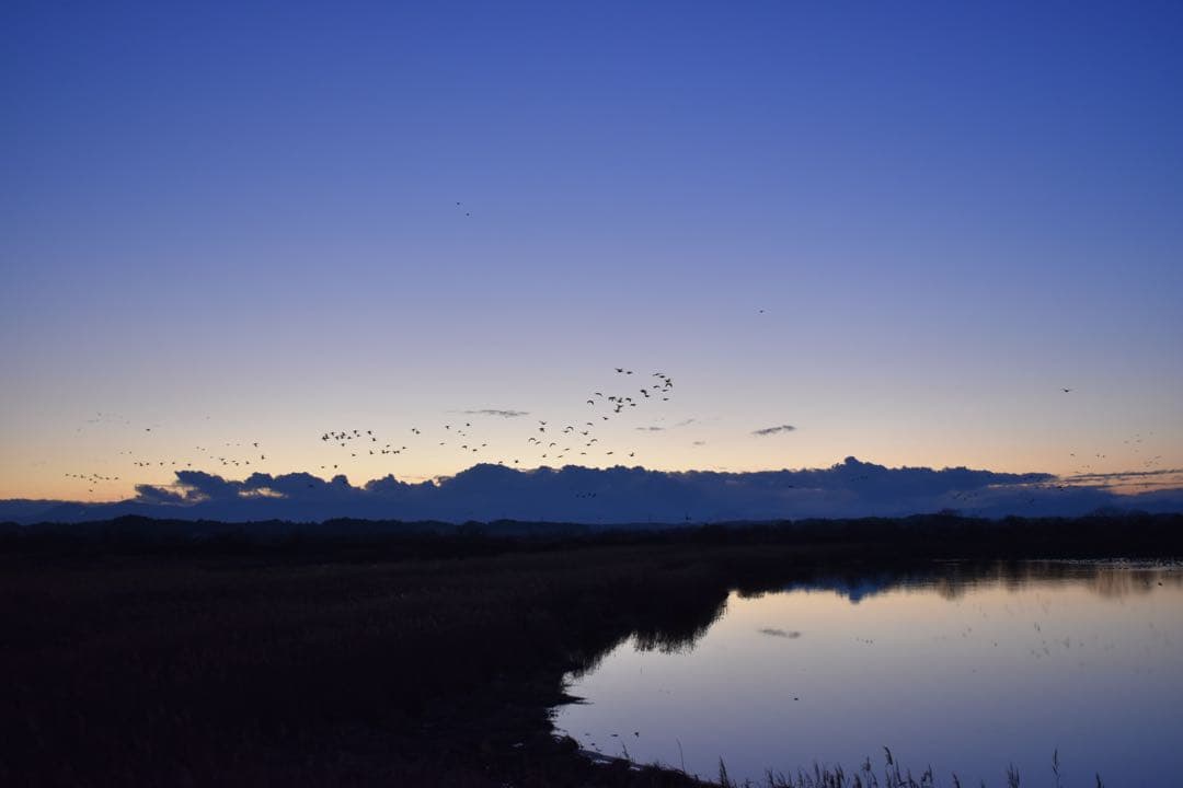 Nikon D5600 デジタル一眼レフカメラ 18-55mm VRキット