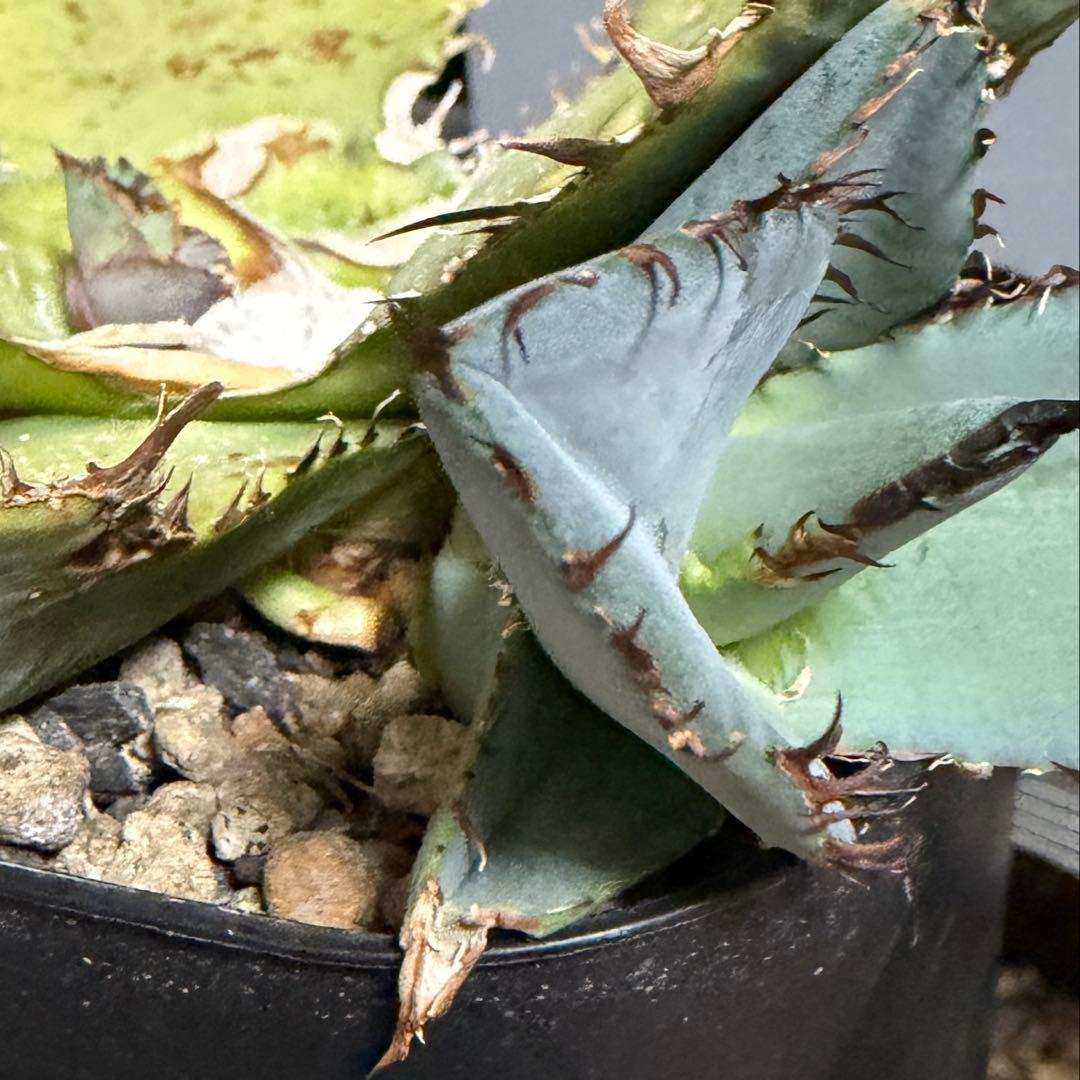 多頭？子株 agave titanota beast アガベ チタノタ ビースト