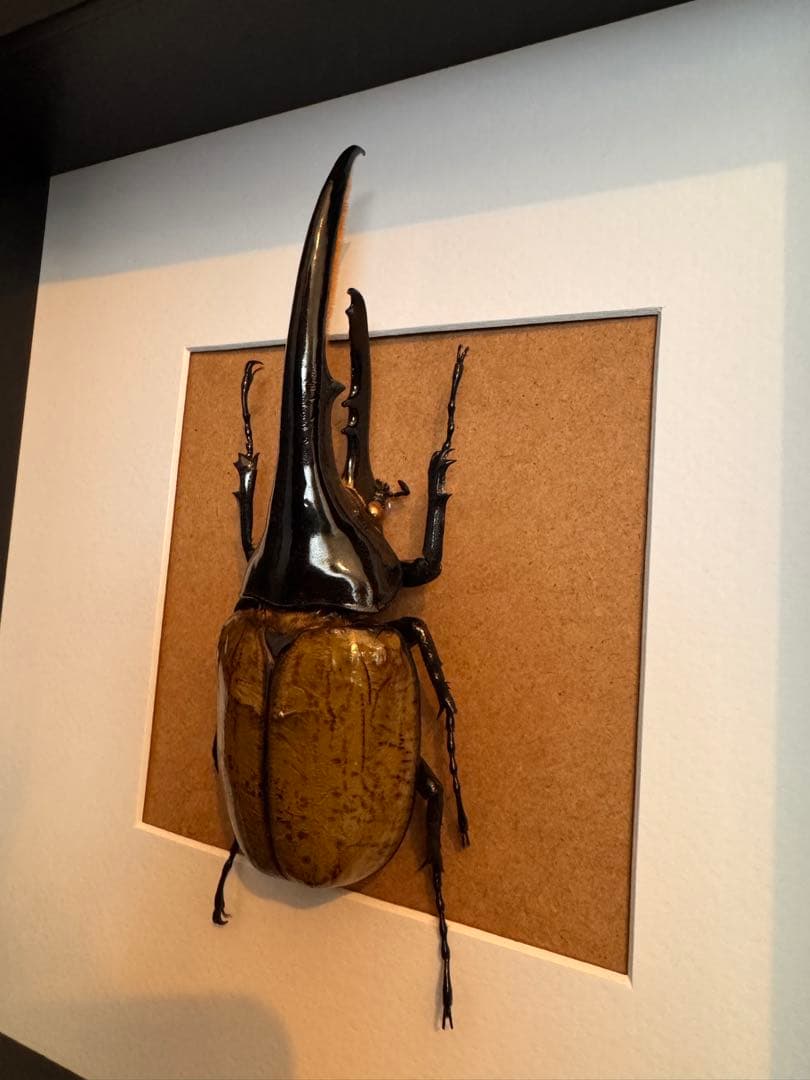 ヘラクレスオオカブト　壁掛け標本