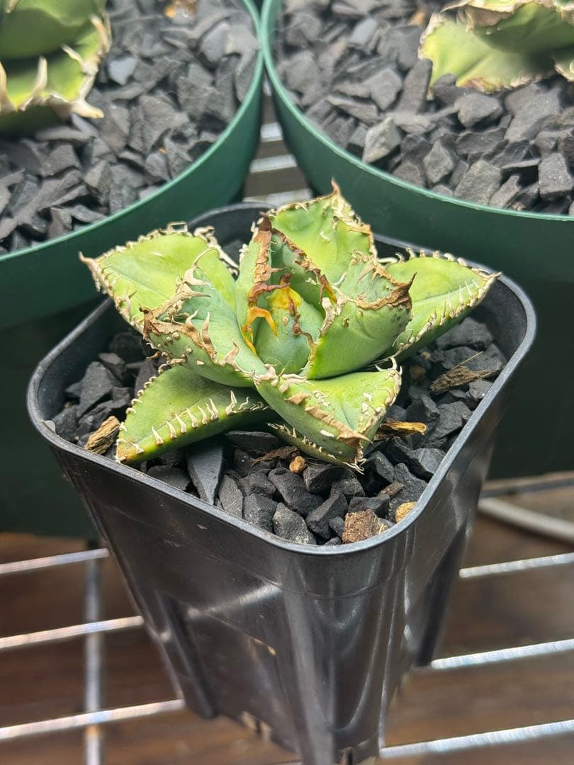 アガベ　麻花龍　中株