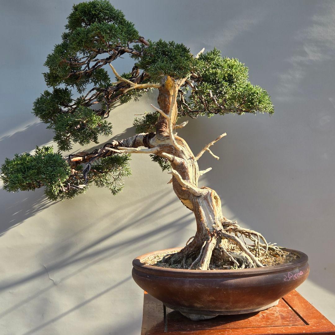 真柏　[斜幹木]　大品盆栽