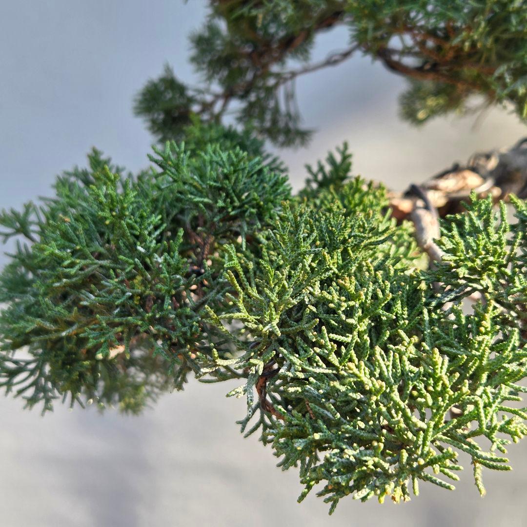 真柏　[斜幹木]　大品盆栽