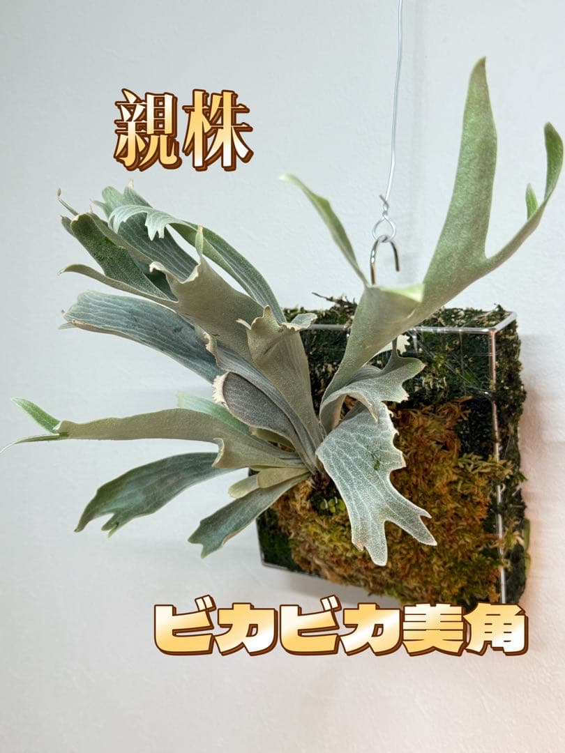 AIRITO　ビカクシダ　P. Willinckii 'Spur' OC