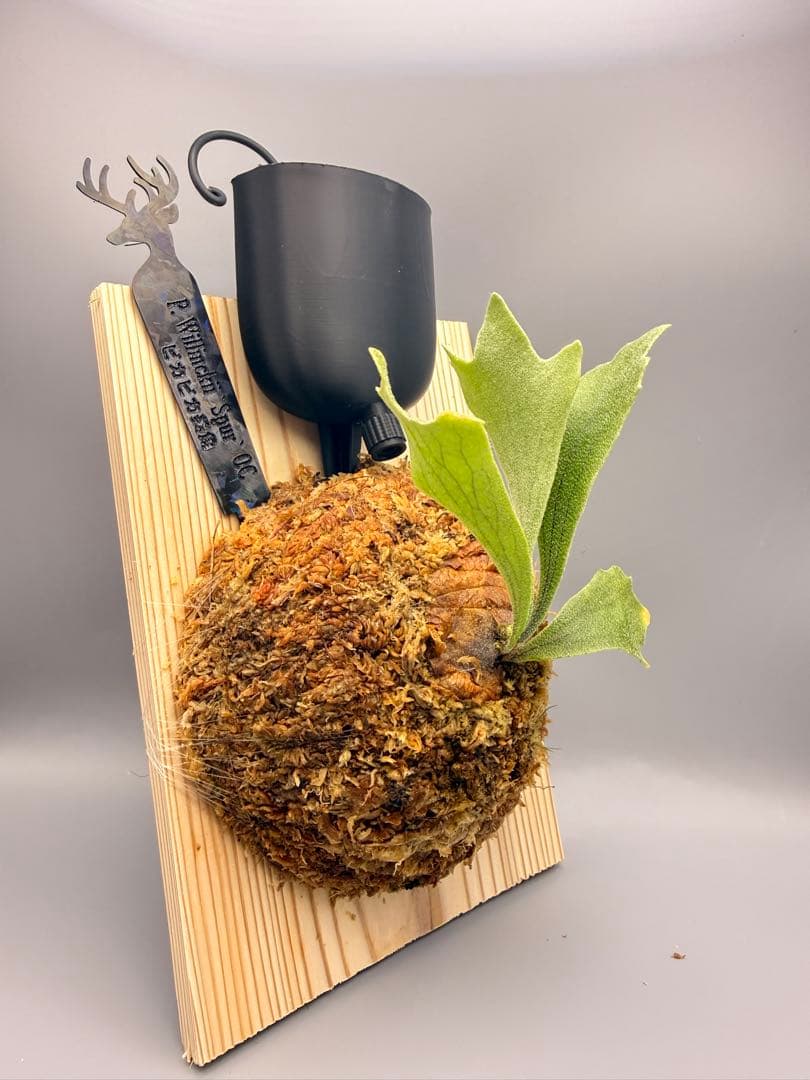 AIRITO　ビカクシダ　P. Willinckii 'Spur' OC