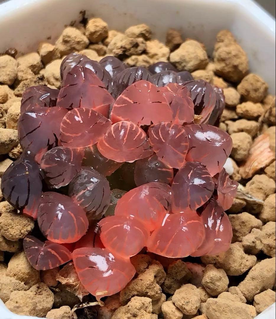 じ*む様 多肉植物　ハオルチア　赤太陽錦　極上斑　親株　子株付き