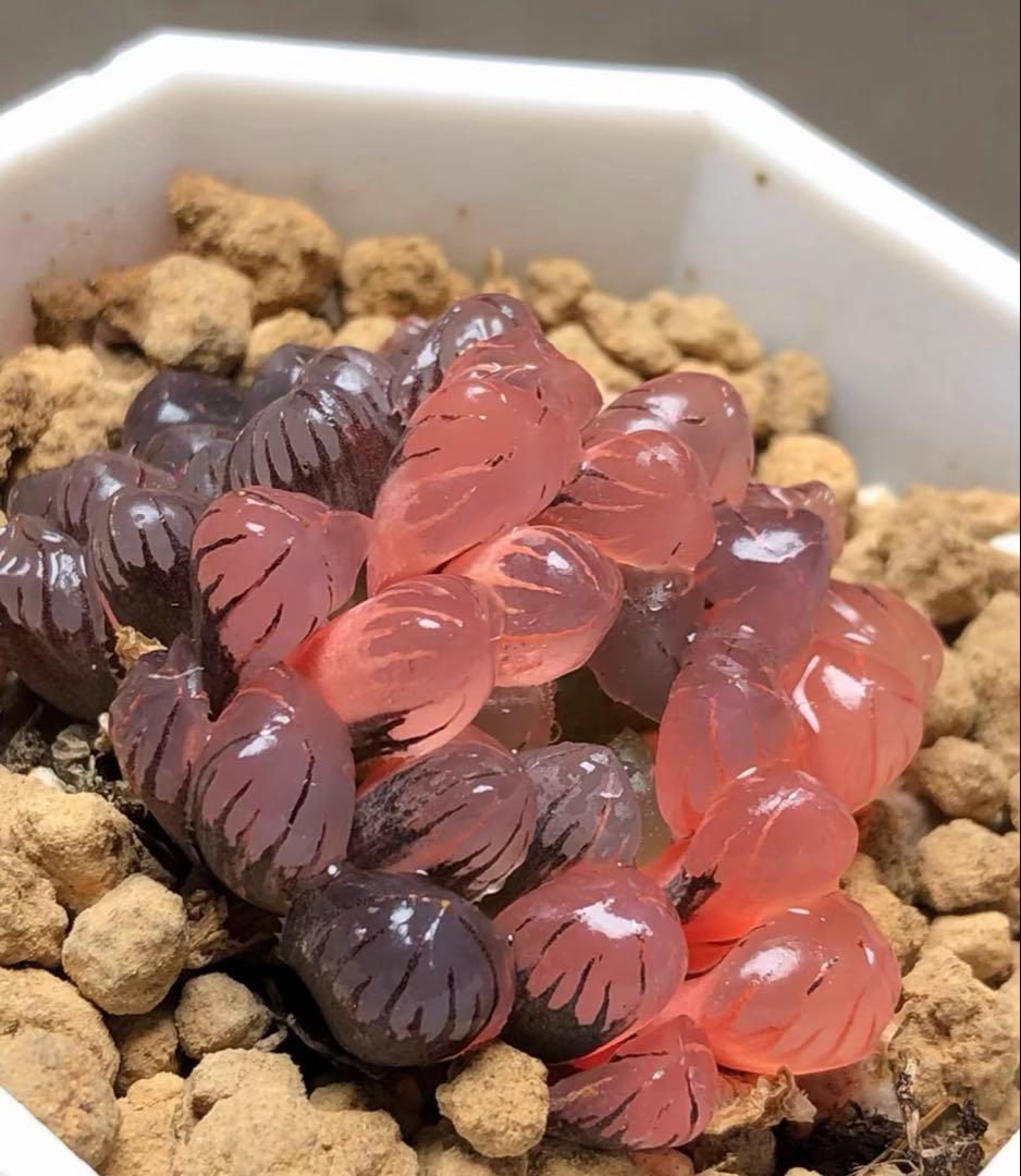 じ*む様 多肉植物　ハオルチア　赤太陽錦　極上斑　親株　子株付き