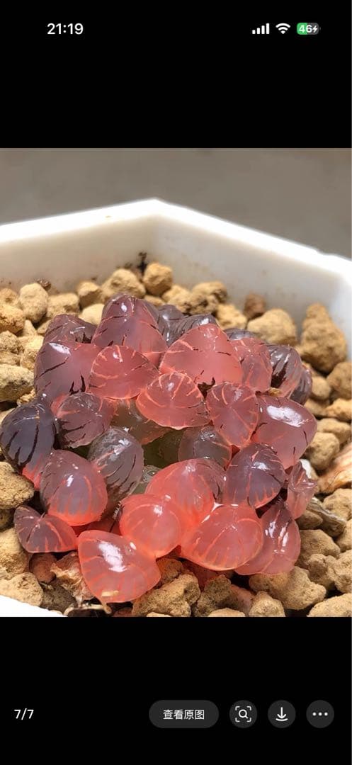 じ*む様 多肉植物　ハオルチア　赤太陽錦　極上斑　親株　子株付き