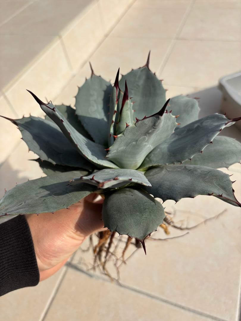 アガベ　パリー純血吉祥天　ホーチエンシス　中株