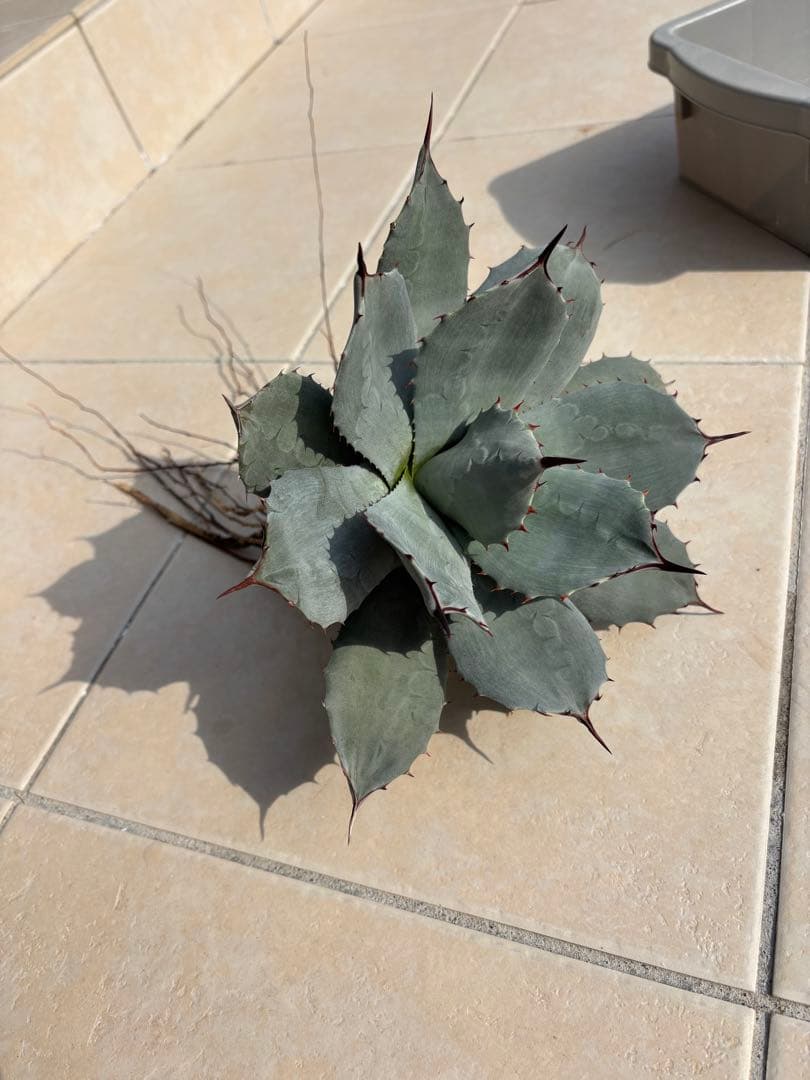 アガベ　パリー純血吉祥天　ホーチエンシス　中株