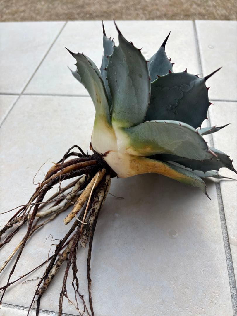 アガベ　パリー純血吉祥天　ホーチエンシス　中株