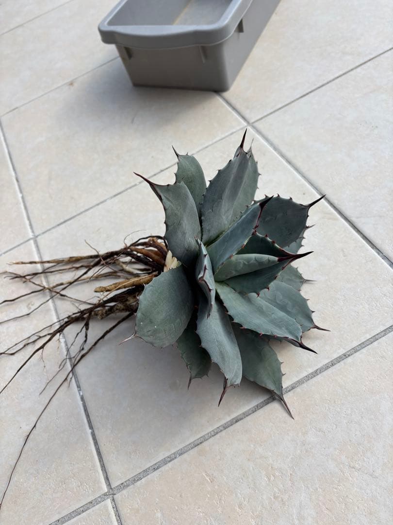 アガベ　パリー純血吉祥天　ホーチエンシス　中株