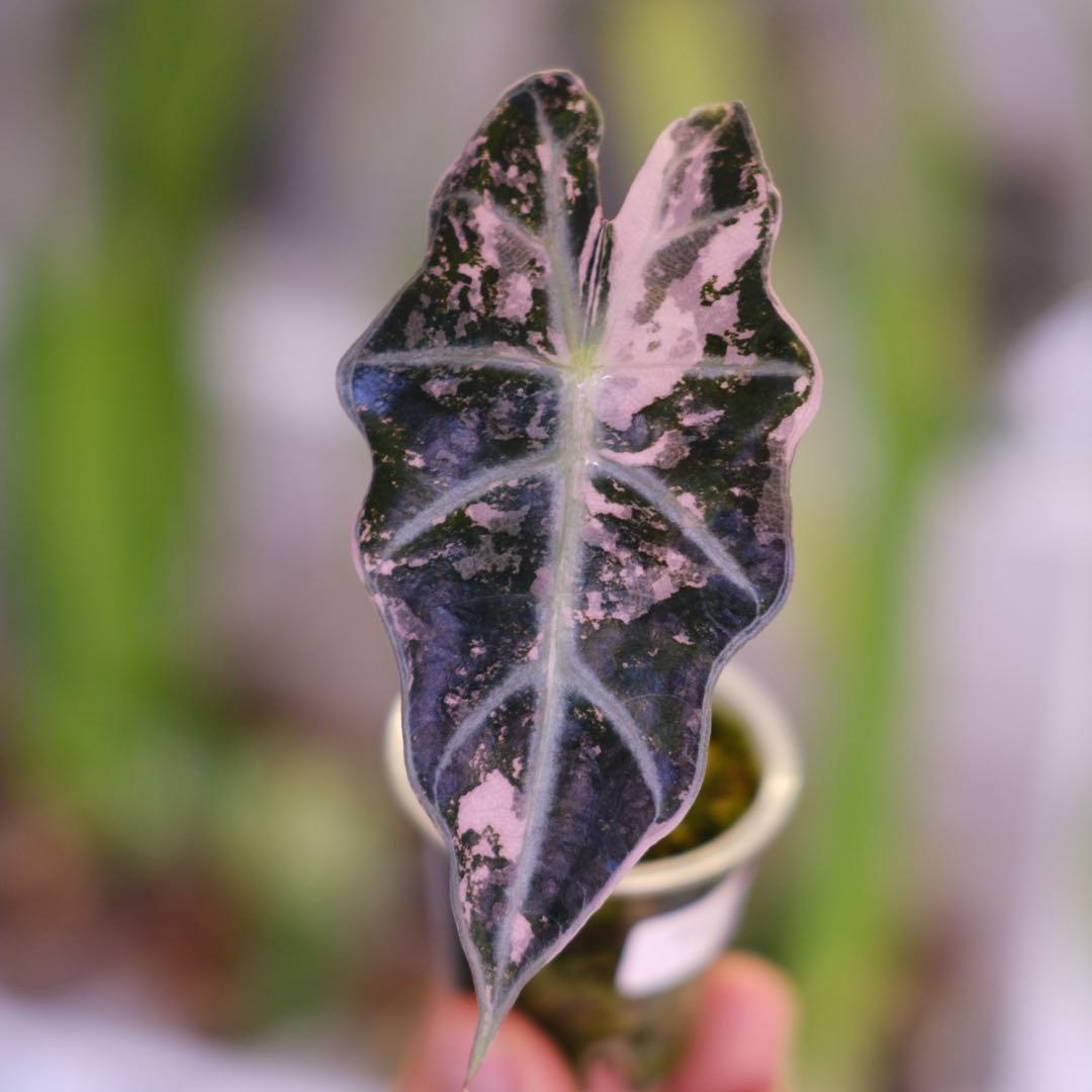 Alocasia Amazonica Polly Pink｜アロカシア