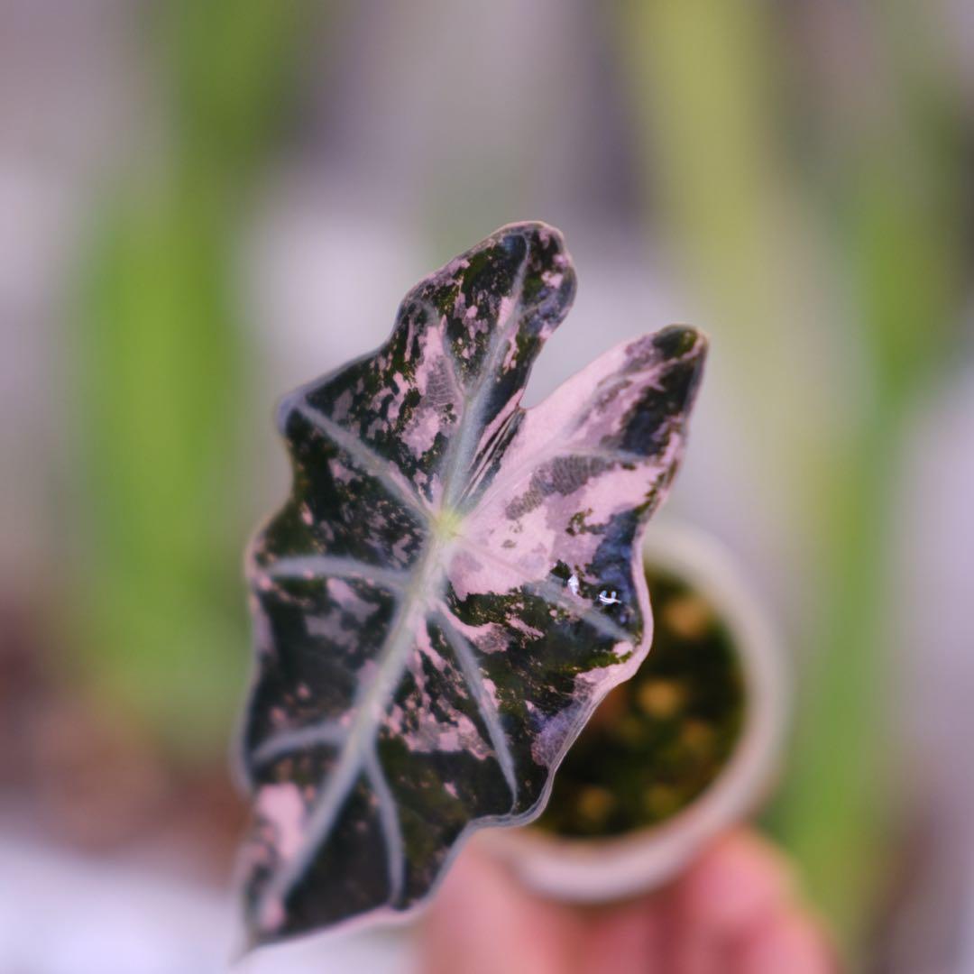 Alocasia Amazonica Polly Pink｜アロカシア