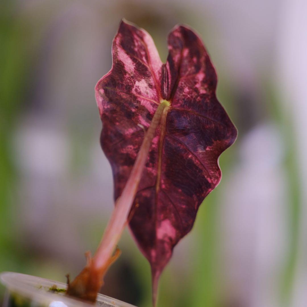 Alocasia Amazonica Polly Pink｜アロカシア