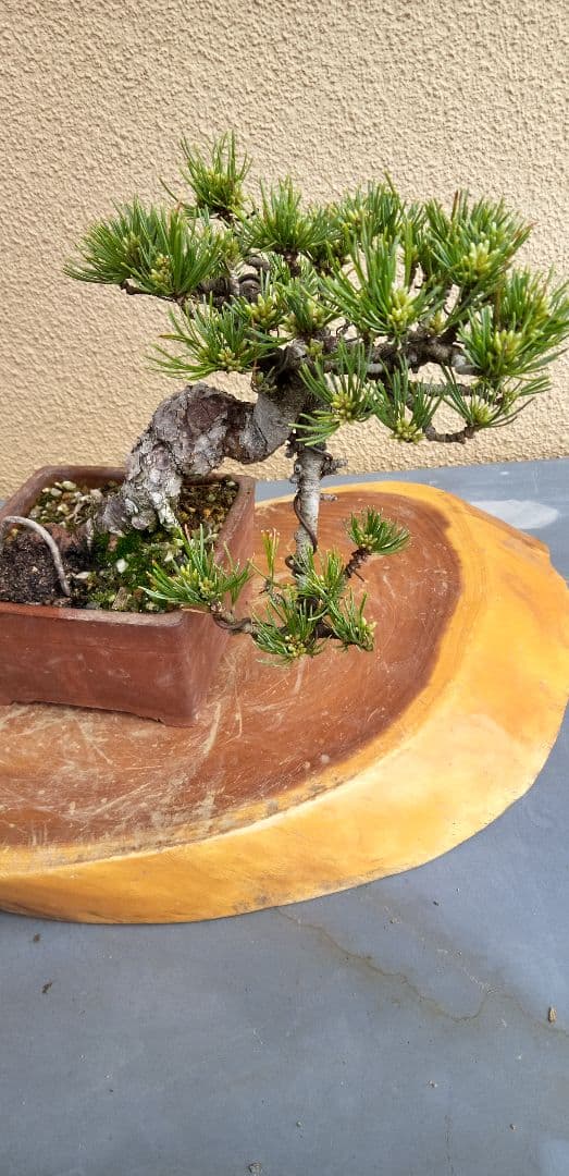 ひで小品盆栽五葉松