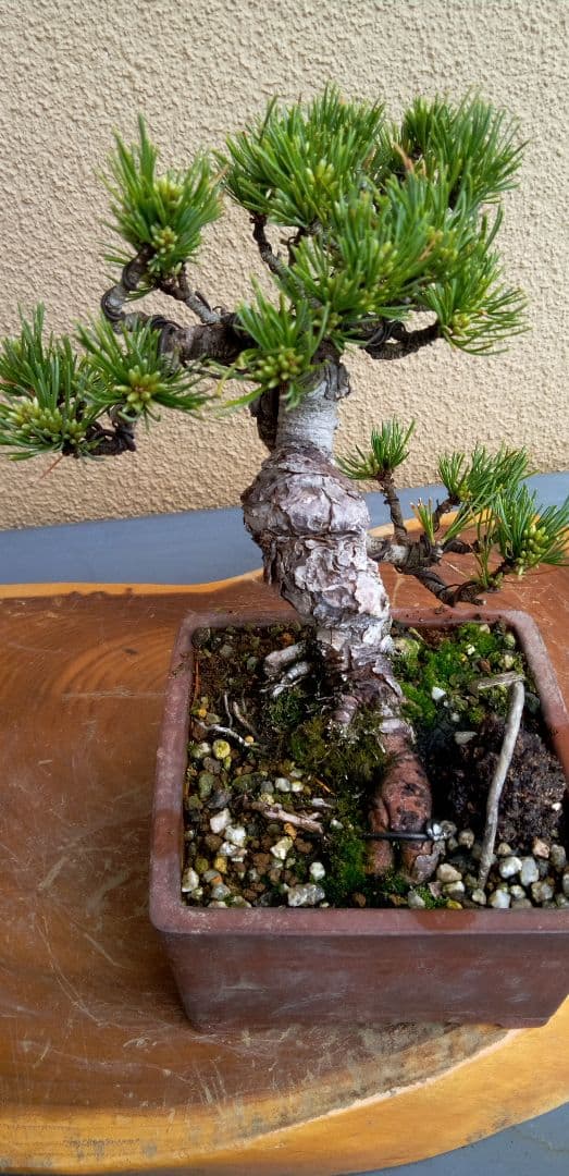 ひで小品盆栽五葉松