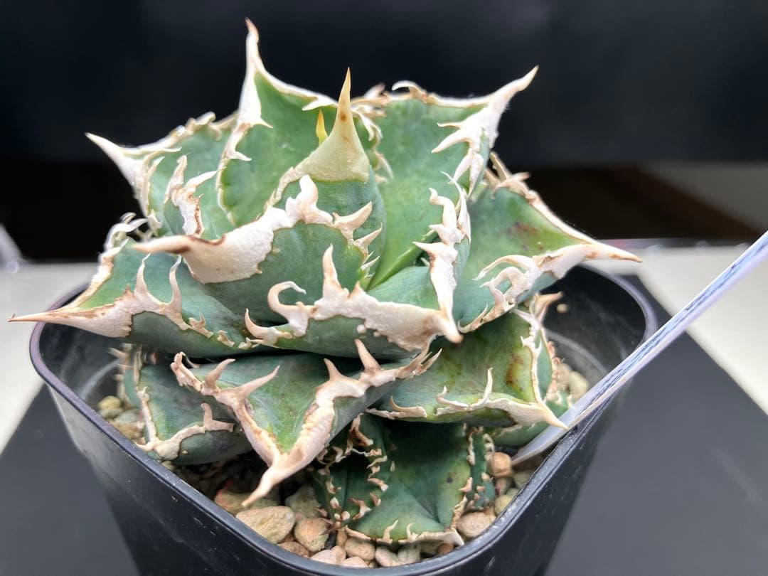 アガべチタノタ　白豪棘　親株+子株5付【上澳園芸タグ付き】