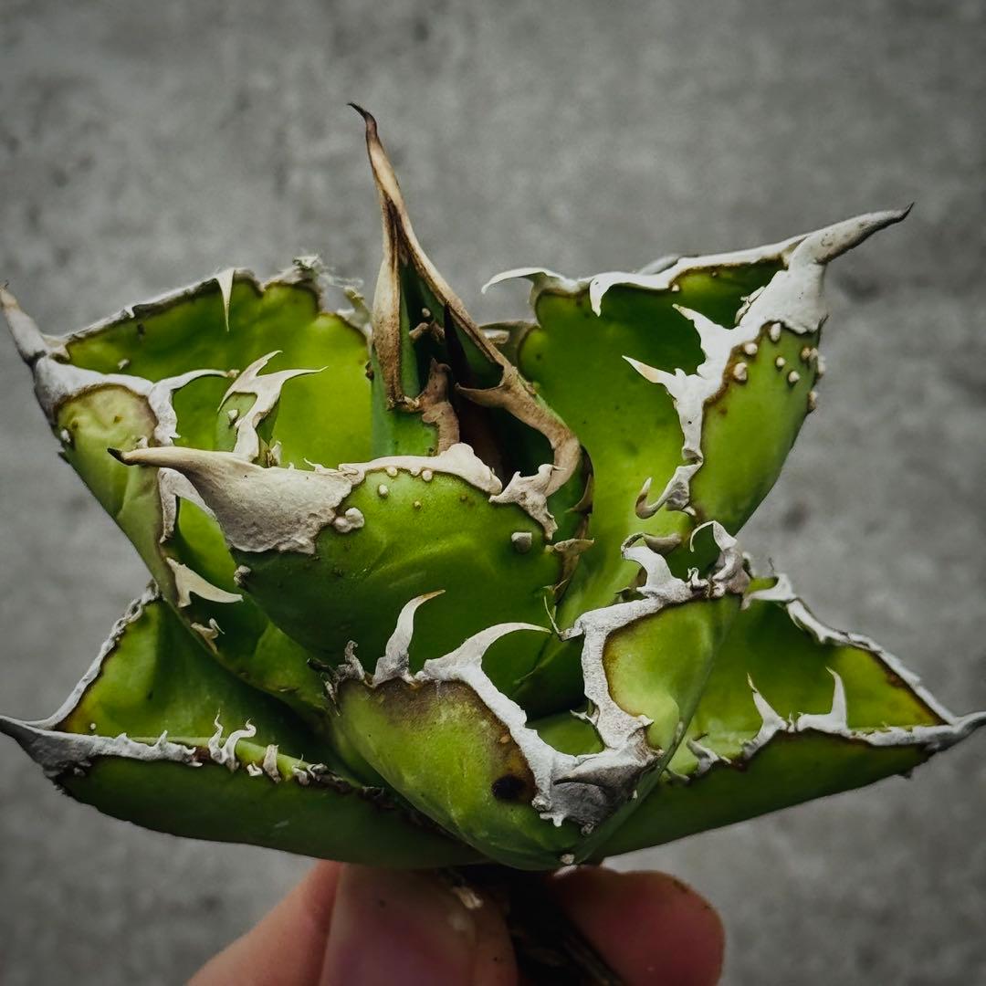 s*n様 多肉植物・アガベ ・チタノタ・“精品冰雹” ・極上株ブツブツ