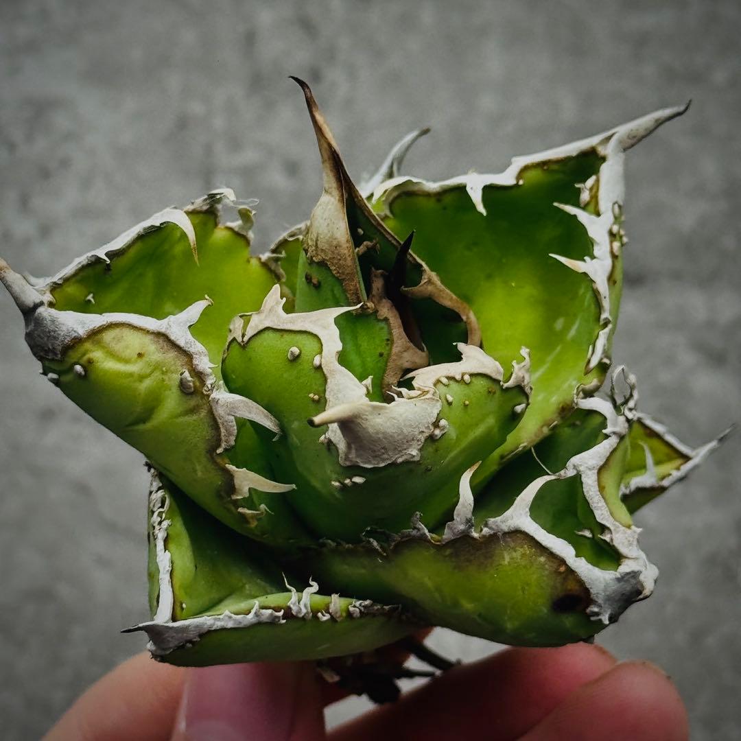 s*n様 多肉植物・アガベ ・チタノタ・“精品冰雹” ・極上株ブツブツ