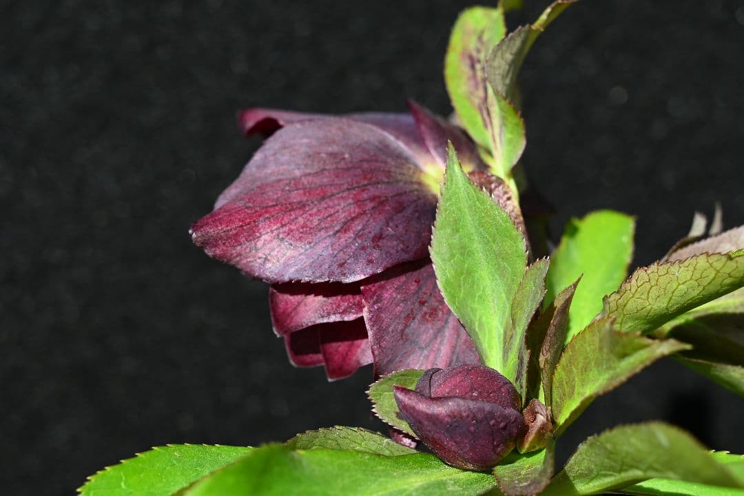 クリスマスローズ　最新花1級品認定キラメキ✩チョコレート青茎タイプ　加藤農園