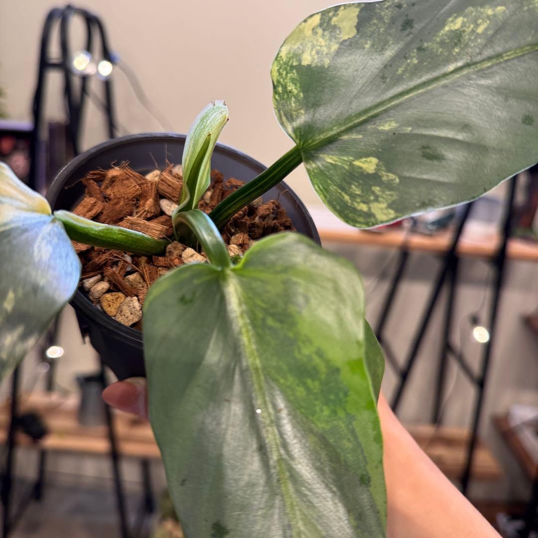 す*る様 52 フィロデンドロン　シルバーソード　斑入り