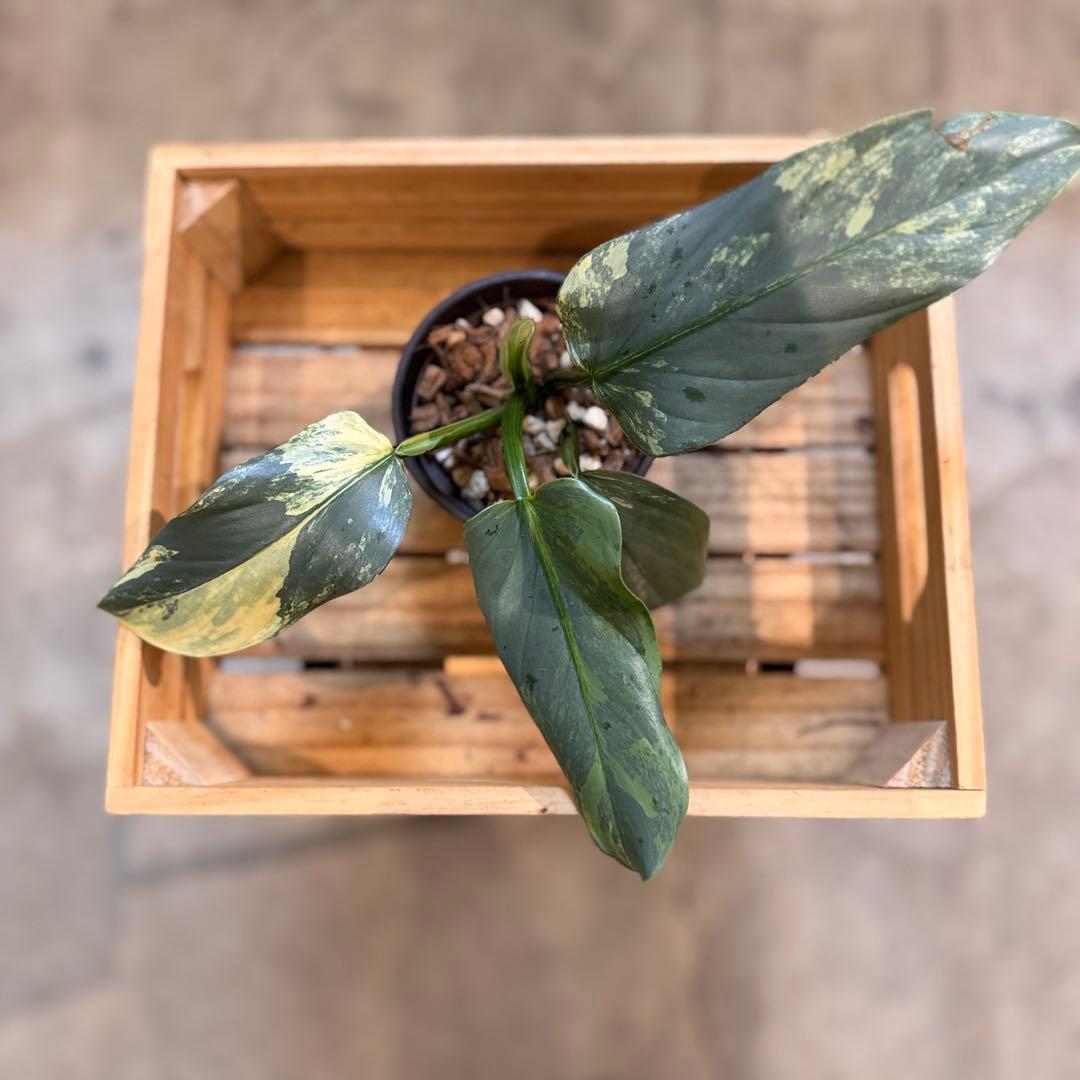 す*る様 52 フィロデンドロン　シルバーソード　斑入り