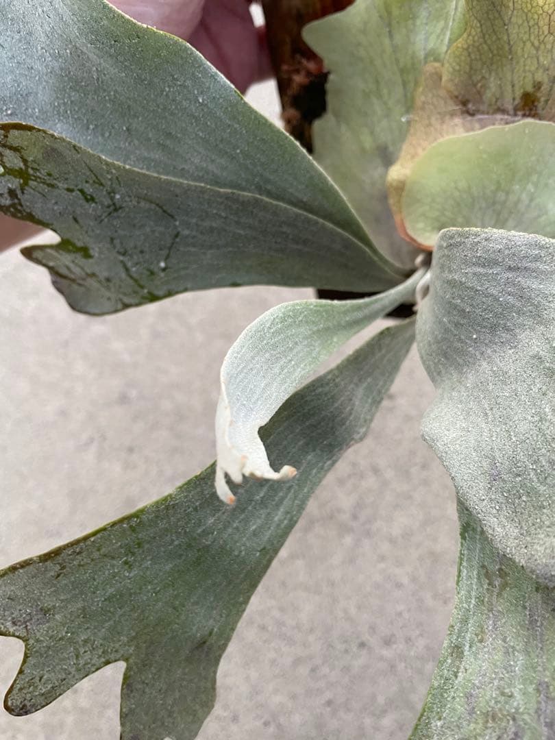 ビカクシダ　P.sp HK sporeling 【majus mix】　大株