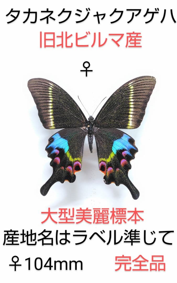 ★palpal★タカネクジャクアゲハ ♀標本 ★北ビルマ産★大型美麗完全品
