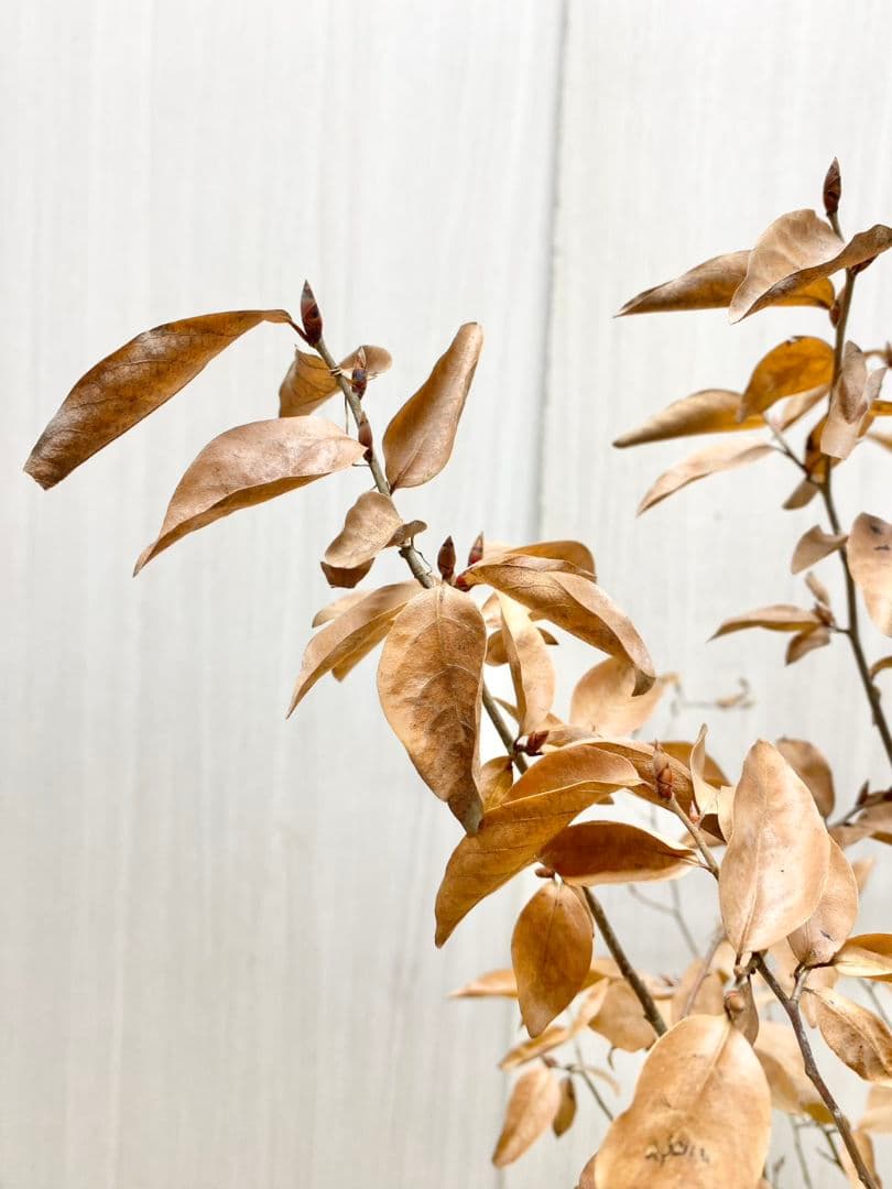 エリーさん専用　ヤマコウバシ　本株　/916 根巻きにて発送