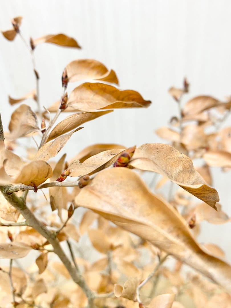 エリーさん専用　ヤマコウバシ　本株　/916 根巻きにて発送