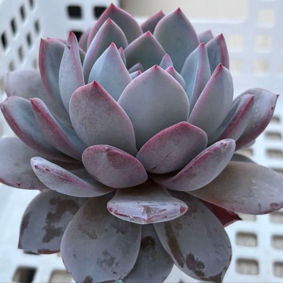 くまさん様 リクエスト 6点 まとめ商品