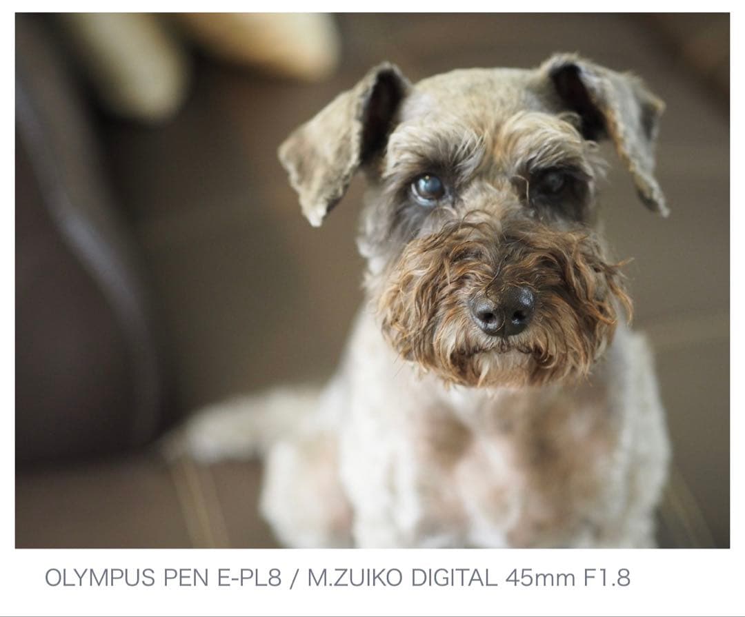 OLYMPUS PEN E-PL8 ホワイト14-42mm保証書、SDカード付き