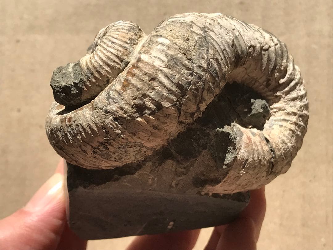 【限定価格】マダガスカル産　異常巻きアンモナイト化石（ノストセラス）　母岩付き