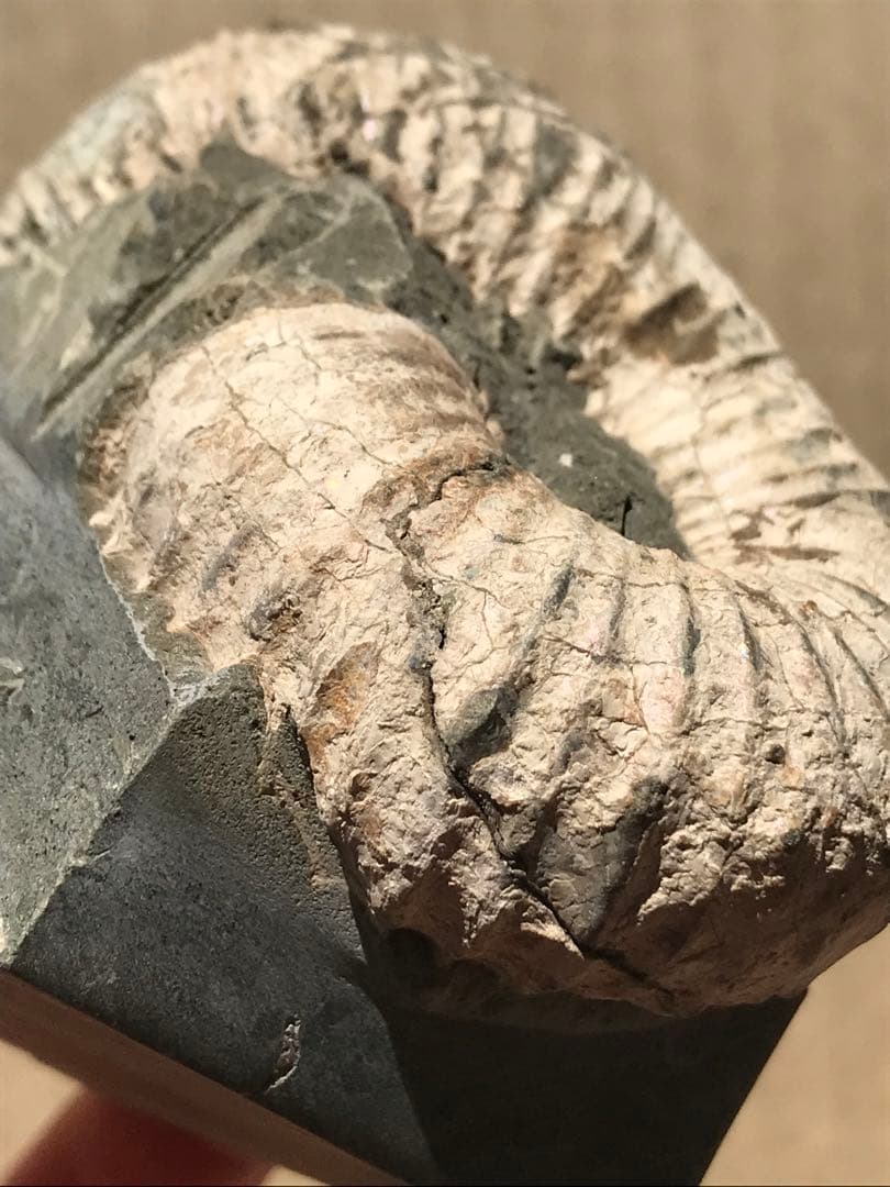 【限定価格】マダガスカル産　異常巻きアンモナイト化石（ノストセラス）　母岩付き