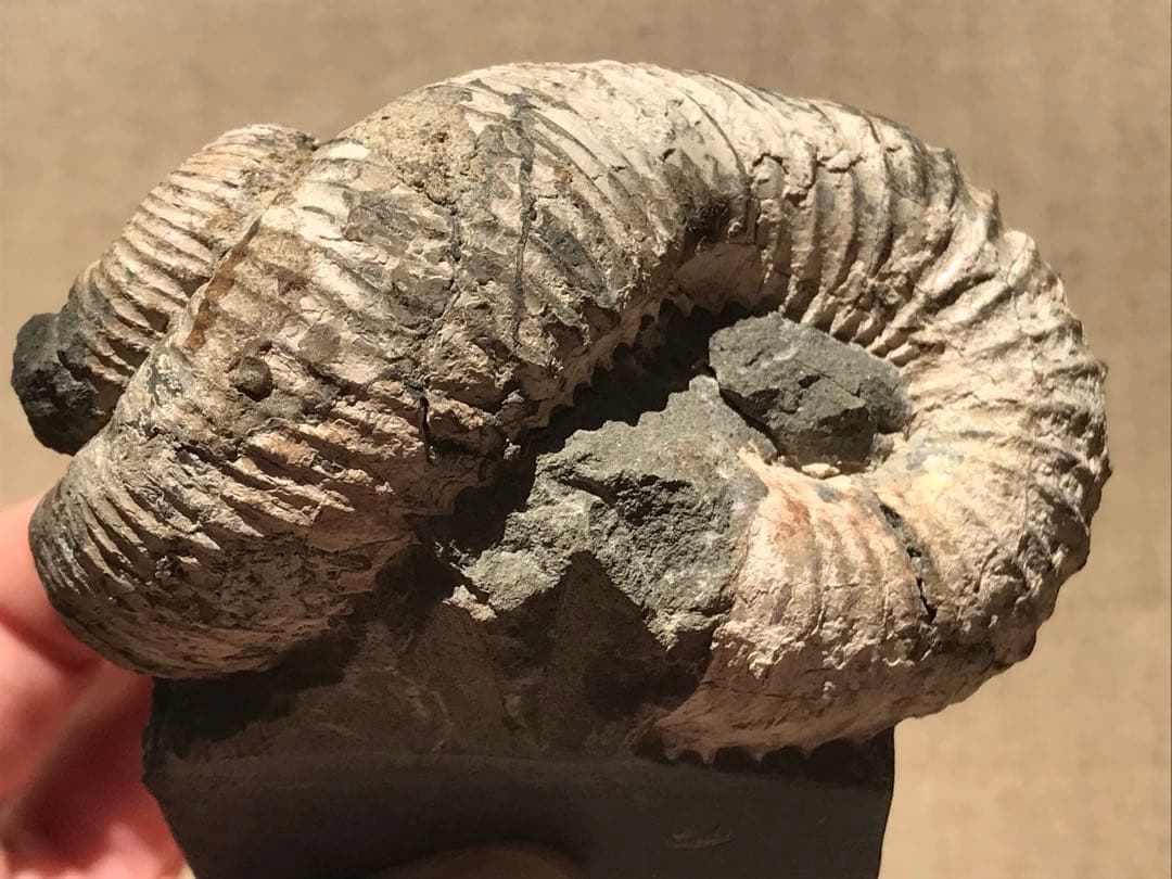 【限定価格】マダガスカル産　異常巻きアンモナイト化石（ノストセラス）　母岩付き