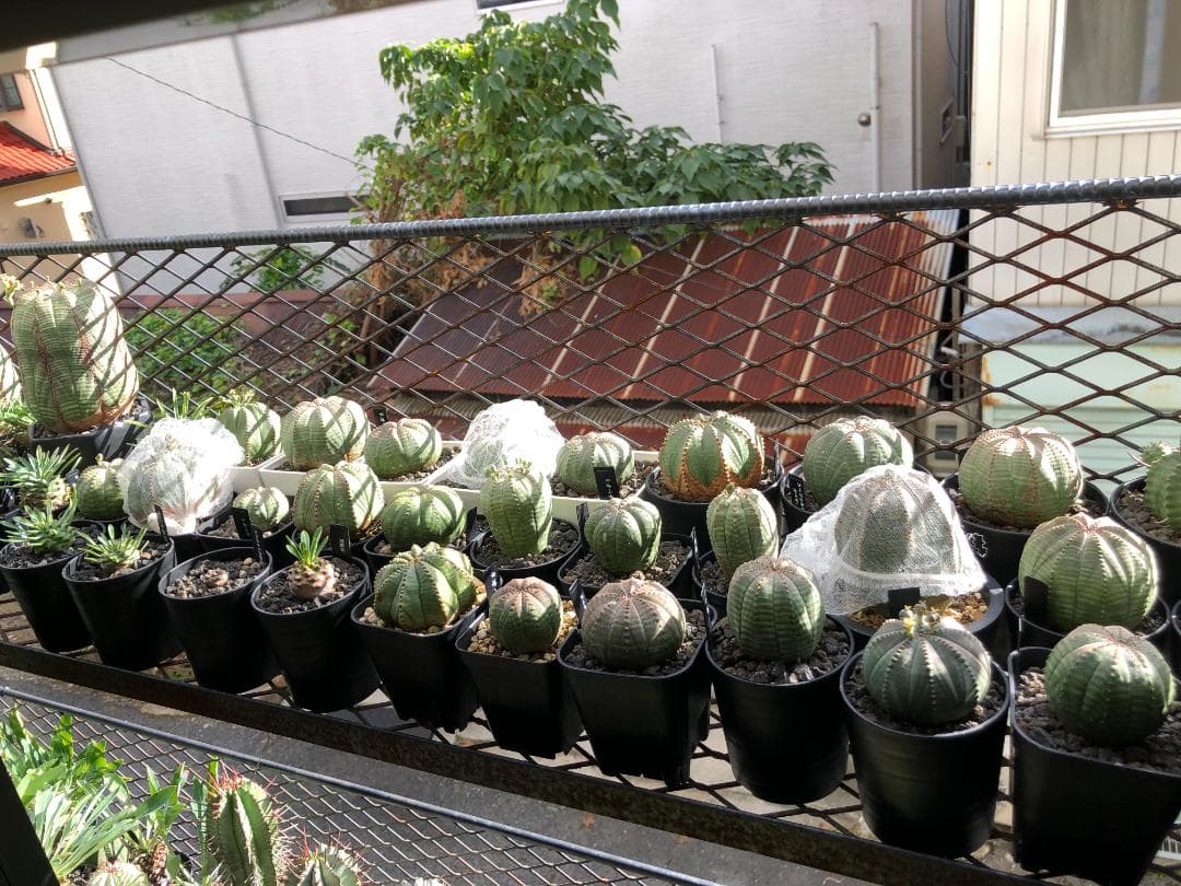 オベサ鉄甲⑭　実生　　2022年頃　播種　良型　フーフォルビアオベサ♀✕鉄甲丸♂